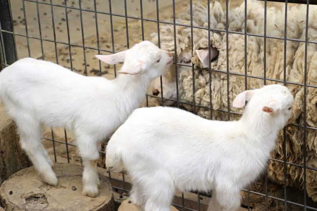 お隣のヒツジさんのもふもふの毛をもぐもぐしちゃう赤ちゃんたち<br /><br />いたずらっ子さんたちなんだから、もうっ@<br />