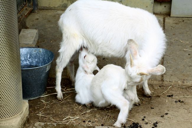 母子のふれあい