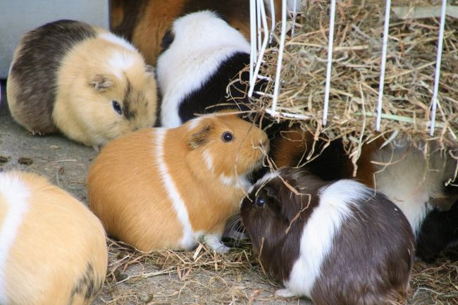 モルモットのお食事風景は可愛い@<br /><br />とりわけ元気のよさそうなあのブラウンの子に注目。<br />