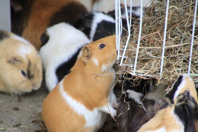 立ち上がってかごから直接ごはんにパクつく@<br /><br />