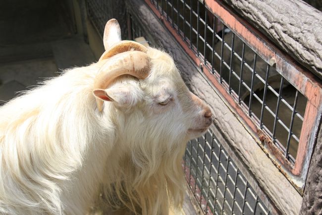 シバヤギの八木蕗之薹（ヤギフキノトウ）くんは名前を呼ぶと機嫌が良いときは返事をする<br /><br />というので、子供たちが呼んでいましたが、フキノトウくんは返事をしませんでした。<br />私がためしに、一語一語ゆっくりと、フ・キ・ノ・ト・ウと呼んでみたら、低い声でメェェッと返事をしてくれました。<br />