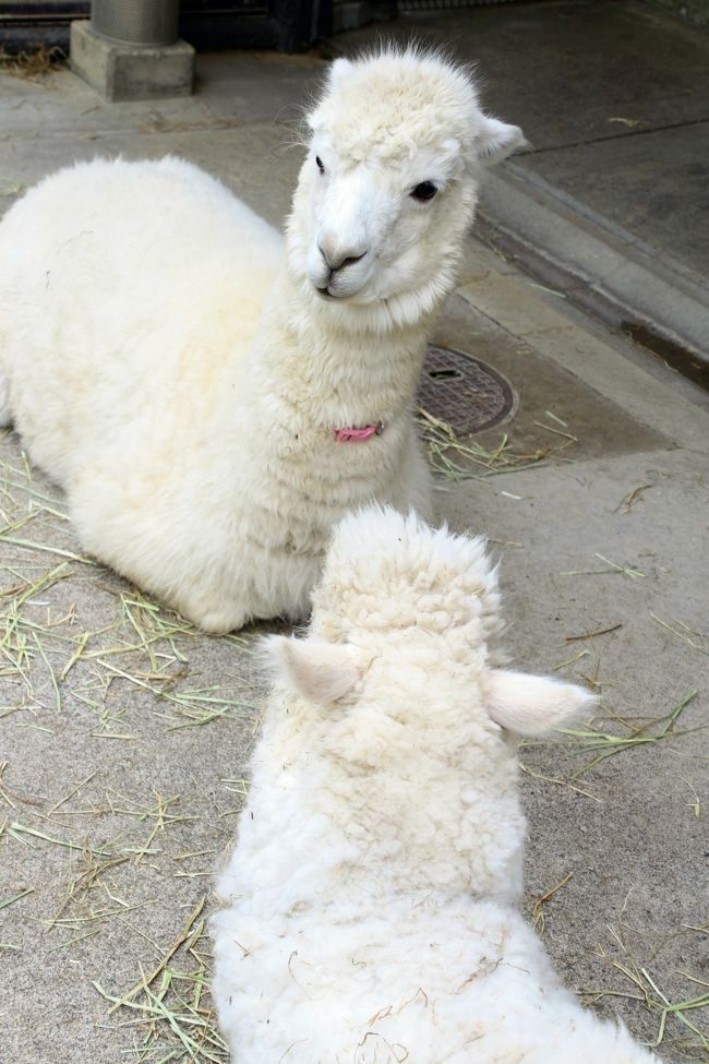 向かい合ってすわるアルパカのニュー・ペア<br /><br />右がパールくん、左がミルフィーちゃん。<br />どちらもいい名前です。<br />