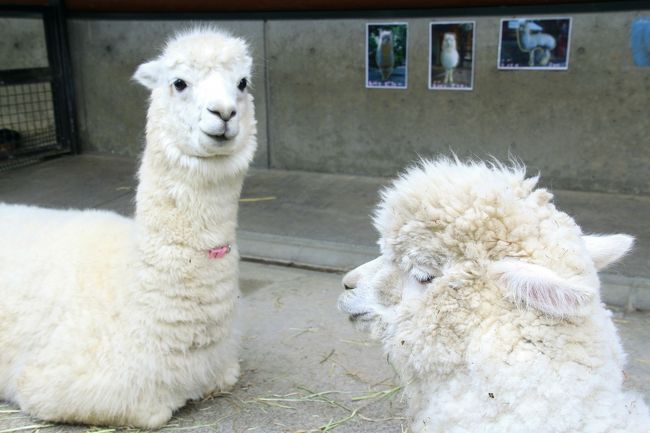 ミルフィーちゃんは首を伸ばして来園者を観察中