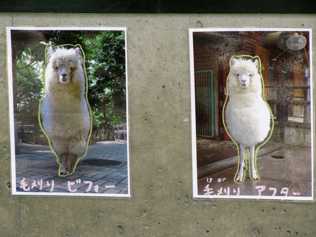 毛刈り前と後のパールくんの紹介<br /><br />パールくんのふっくらしたかんじを残すように毛刈りをしたそうです。<br /><br />