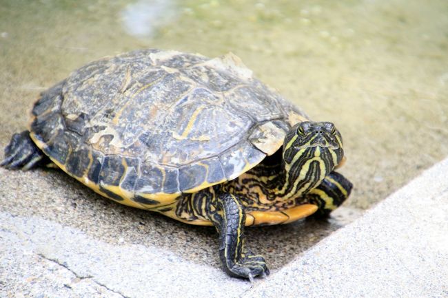 子供動物園にいるミドリガメ