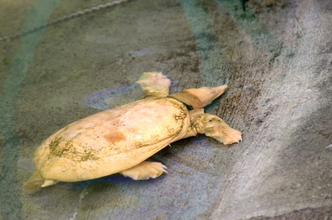 あちらさんはひょっとしてスッポン？