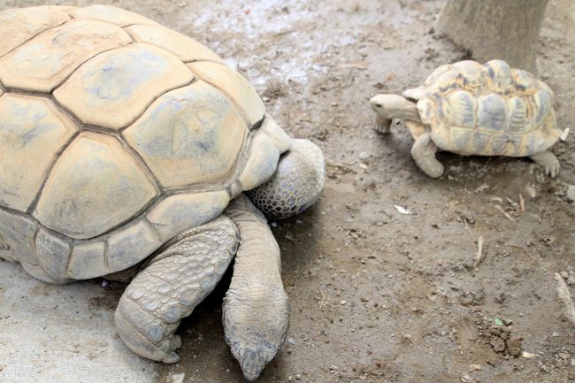 カメの親子、ではなく@<br /><br />一瞬、小さい方を、赤ちゃんカメかと勘違いするところでしたが、アルダブラゾウガメとケヅメリクガメといった大型カメと、ホウシャガメとヒョウモンガメといった比較的小型なカメが同居しているんでした。<br />この子たちは、アルダブラゾウガメとヒョウモンガメでしょう。<br />カメの展示エリアは子供動物園とは道をはさんで向かいにあります。<br />