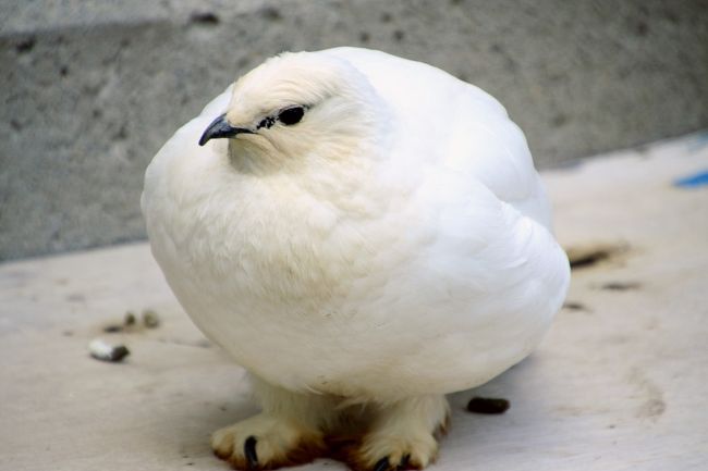 真っ白で丸々としたスバーバルライチョウ