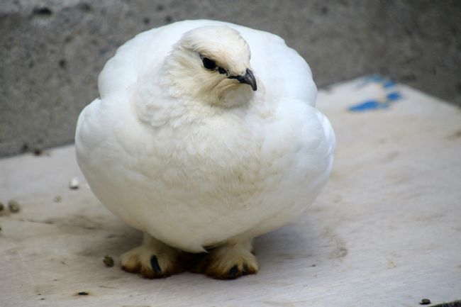 意外に足が大きくてしっかりしている<br /><br />ライチョウは飛ばない鳥で、地面を歩くためでしょう。<br />