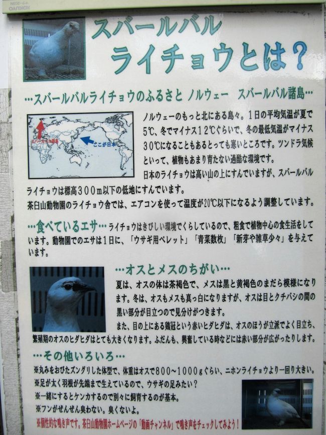 スバーバルライチョウの説明<br /><br />ウサギの足みたい、とはよく言った@<br />