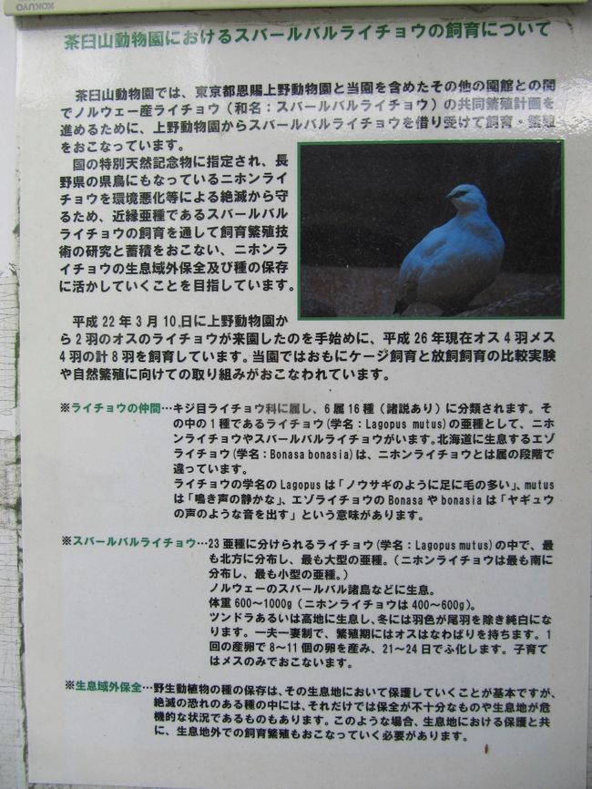 茶臼山動物園でのスバーバルライチョウ飼育の取り組みについて