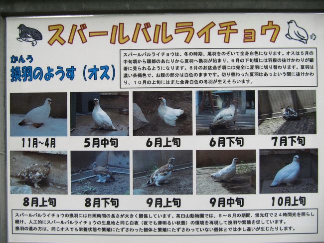 スバーバルライチョウの換毛の様子〜オスの場合<br /><br />本日は４月30日ですので、換毛が始まる少し前でした。<br />