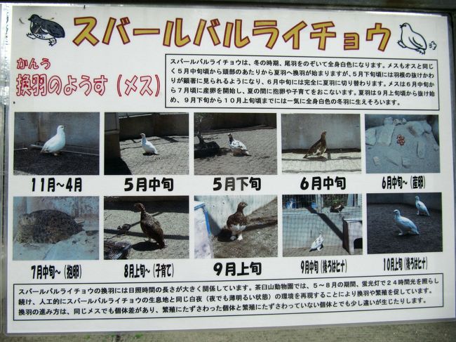 スバーバルライチョウの換毛の様子〜メスの場合<br /><br />やはり換毛していないときの方がふっくらして可愛いです。<br />