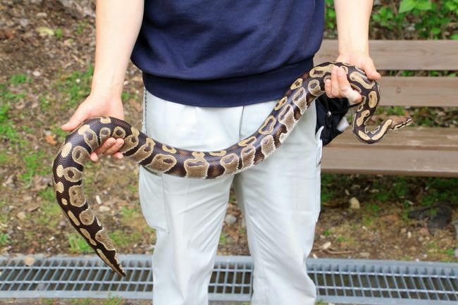 さわったり首に巻き付けて記念撮影ができるヘビ<br /><br />ヘビも面白いですが、子供たちの反応も見ていて面白かったりします。<br />怖がったり、泣きそうになったりする子もいれば、面白がったり、わくわくする子もいたり。<br />度胸ある子は首にヘビを巻いて記念撮影できる子もいます。<br />