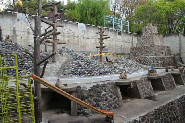 ニホンザルのサル山<br /><br />ウォンバット展示場のすぐ近くにあります。<br />ウォンバットのスミレちゃんがせっかく外に出ていたのですが、金網かじかじに夢中になっていて、来園者に背を向けて、なかなかこちらを向いてくれないので、しばしサル山観察してスミレちゃんの動きに変化が出るのを待ちました。<br />