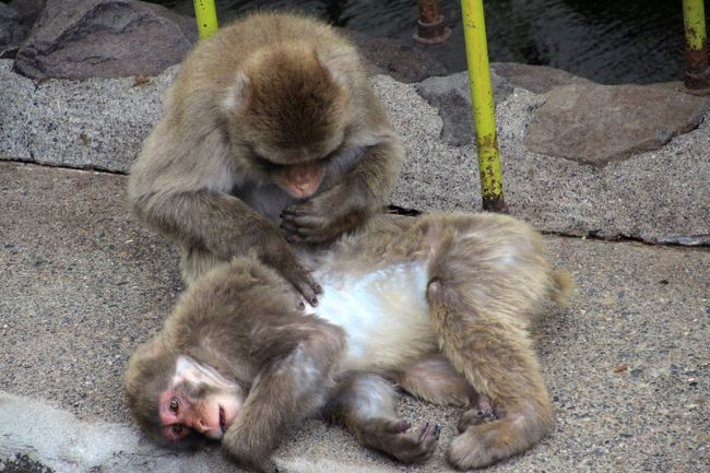 ノミとりしてもらっている子の顔つきがなんだか面白い@<br /><br />ノミとりしてもらって、嬉しそうでいて、照れくさそうでいて。<br />