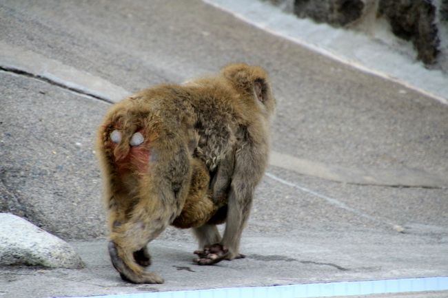 おなかに赤ちゃんをぶら下げたお母さんザル