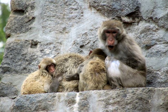 子ザルたちとお母さんザル<br /><br />左端の子は隣の子によりかかって熟睡していました。<br />その寝姿がとっても可愛らしかったので、注目しました。<br />
