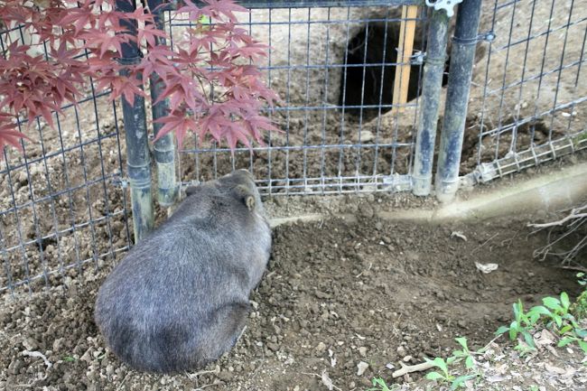 おしりばかりで、なかなか顔を見せてくれなかったスミレちゃん<br /><br />スミレちゃんは1991年８月15日シドニーのタロンガ動物園生まれ。<br />とすると、今年25才。<br />ウォンバットの平均寿命は20才ですが、飼育下では34才まで生きた記録があるそうなので、まだまだ元気で長生きして欲しいです。<br />