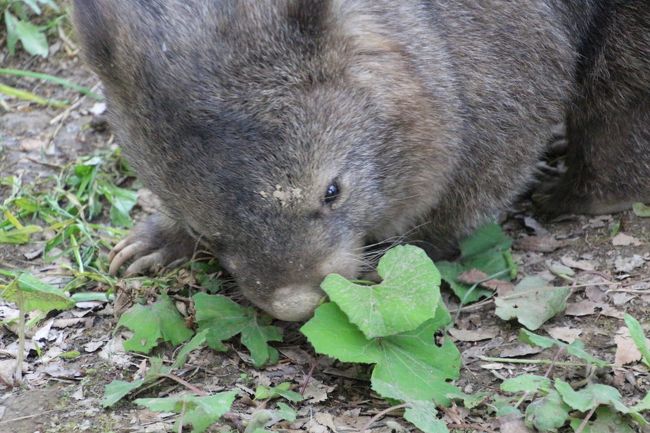 地面や草をふむふむと探りながら歩き出したスミレちゃん