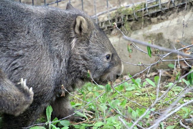 脇がかゆいらしい@