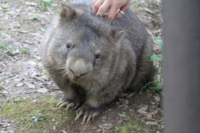 ゴールデンウィークのレッサーパンダ動物園16 北陸新幹線で行く長野 茶臼山動物園 4 夢中になったシバヤギの赤ちゃん ニューフェイスもいるもこもこアルパカ ペア 背中をかかれて気持ちよさそうだったウォンバットのスミレちゃん 久しぶりのアフリカ平原