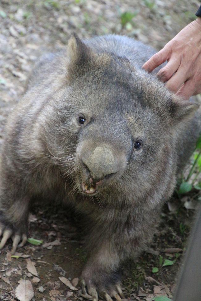 「おおうっ！」と嬉しそうな顔@