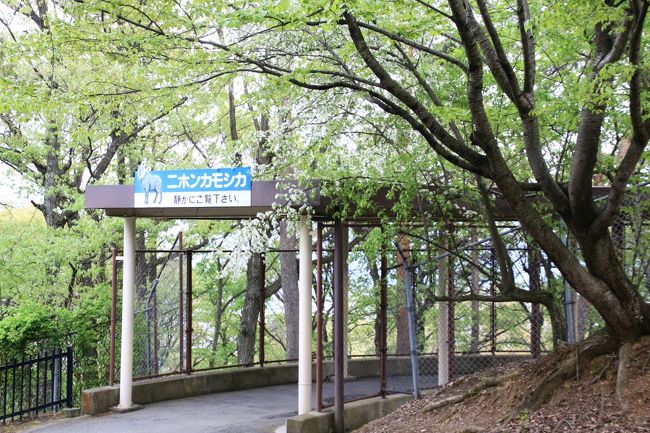 ニホンカモシカの谷へ