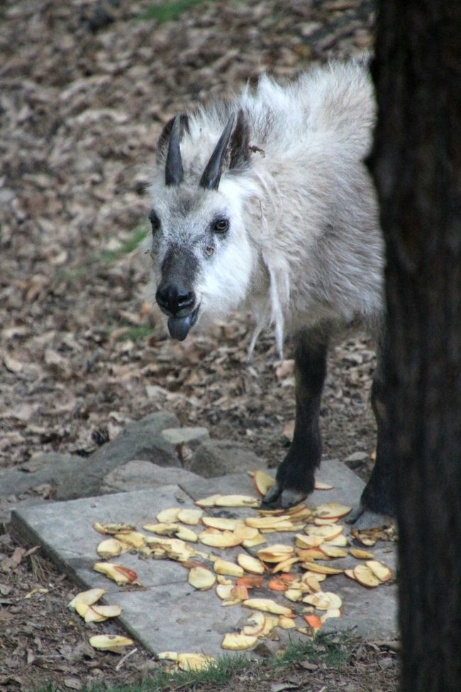 1998年６月10日富士見市ファミリーパーク生まれのジョウくん<br /><br />もうすぐ18才。<br />体は大きいけれど、とてもおとなしいそうです。<br />