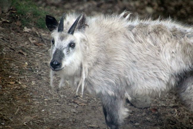 食事の途中でちょっとお散歩<br /><br />白くて可愛らしいジョウくんです。<br />