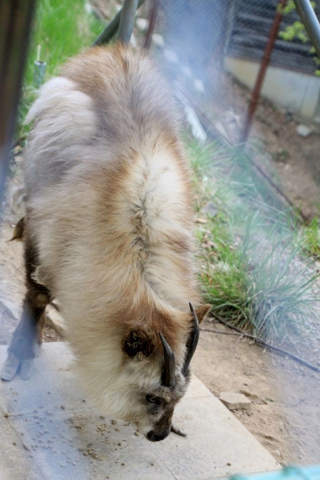 1990年６月５日、広島市安佐動物公園生まれのおばちゃん<br /><br />名前が「おばちゃん」です。<br />現在25才。<br />カモシカの平均寿命は野生で５才前後、飼育下で15才なので、おばちゃん、がんばってます！<br />
