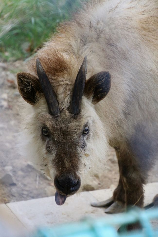 ぺろっと舌出し、おちゃめなおばちゃん<br /><br />また会おうね、おばちゃん。<br />それまで元気で、この先も長生きしてね！<br />