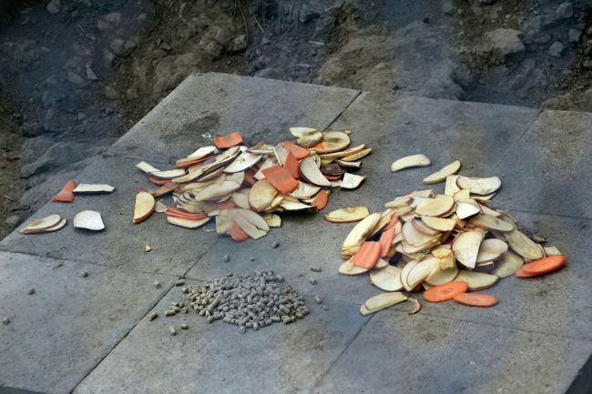 一番奥にいるはずのむーくんは、ごはんも食べずにどこに行ったのかな<br /><br />カモシカの夕食はスライスさつまいもやニンジン、そして小粒のペレットのようです。<br />