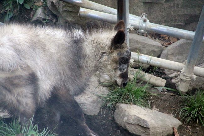 むーくん、下の方にいた！<br /><br />むーくんは2001年５月、子供のときに静岡で保護され、日本代理動物園を経て茶臼山動物園にやって来ました。<br />人工哺育で育ったため、人間が大好きだそうです。<br />