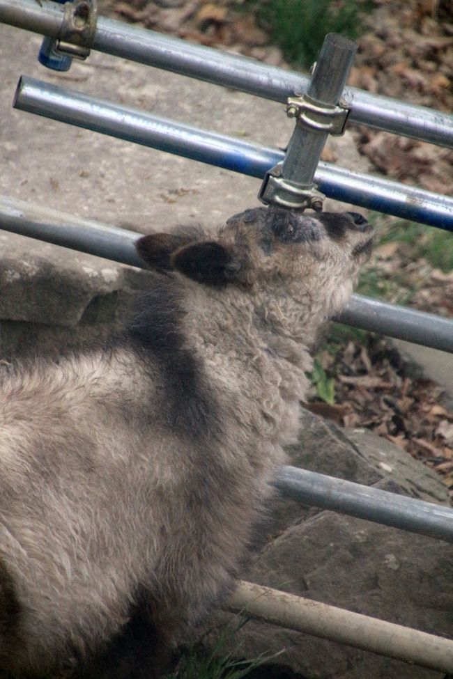 今のむーくんは、夕食よりもおばちゃんとのエリアを隔てる柵あたりが気になる？