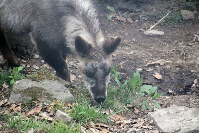 戻ってきたむーくん