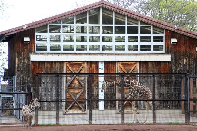 茶臼山動物園では久しぶりのサバンナ平原エリアへ<br /><br />キリン・パドックに戻ったキリンたちと、それを見ていたグラントシマウマ。<br />おそらく、このときグラントシマウマがいた運動場で、キリンたちと混合展示だったはずです。<br />もう16時だったので、キリンたちはバックヤードに帰ったようですし、運動場では、飼育員さんがお掃除をしていました。<br />