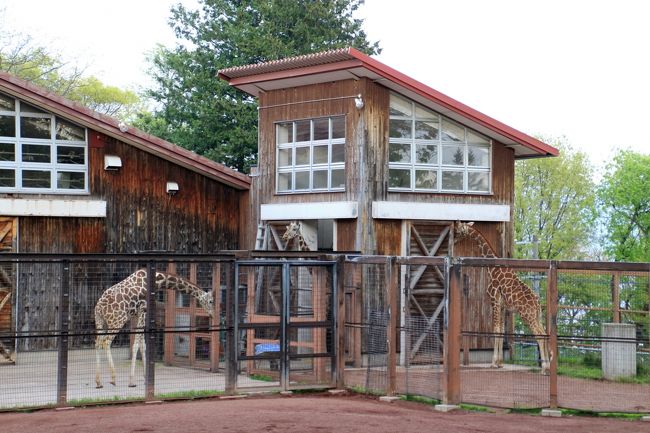 よく見ると３頭もいたキリンたち<br /><br />キリンたちは、閉園時間より少し前にバックヤードに戻ってもおかしくないので、こうやってキリンたちの姿が見られたのはラッキーでした。<br />しかも３頭とも！<br />