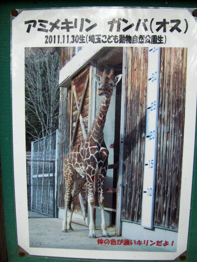 一番若いキリンはなんと我が地元の埼玉こども動物自然公園出身の2011年生まれのガンバくん！<br /><br />調べてみたところ、リンちゃんの初めての子供でした。<br />震災の年に生まれた子なので、がんばれの「ガンバ」くんと命名されたようです。<br />