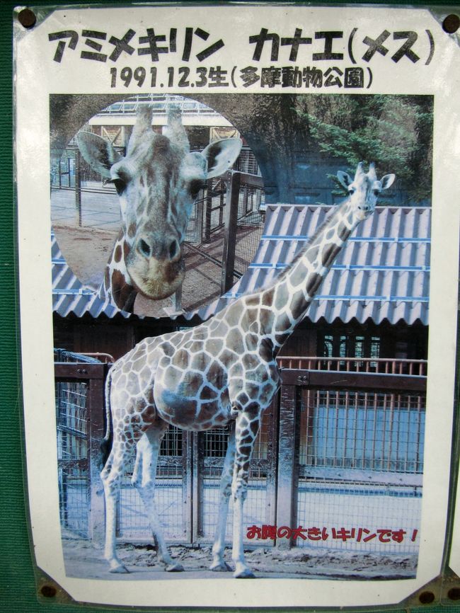 多摩動物公園からお嫁入りしたカナエちゃん