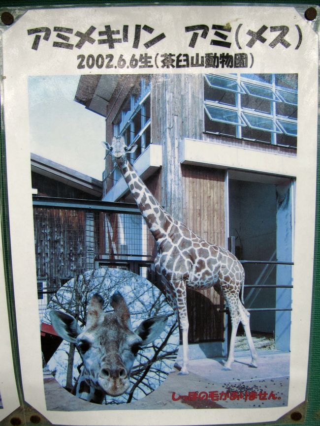 2002年茶臼山動物園生まれのアミちゃんはカナエちゃんの娘かしら<br /><br />ちょっと年が離れていますが、きっとガンバくんは、カナエちゃんのお婿さん候補でしょう。<br />