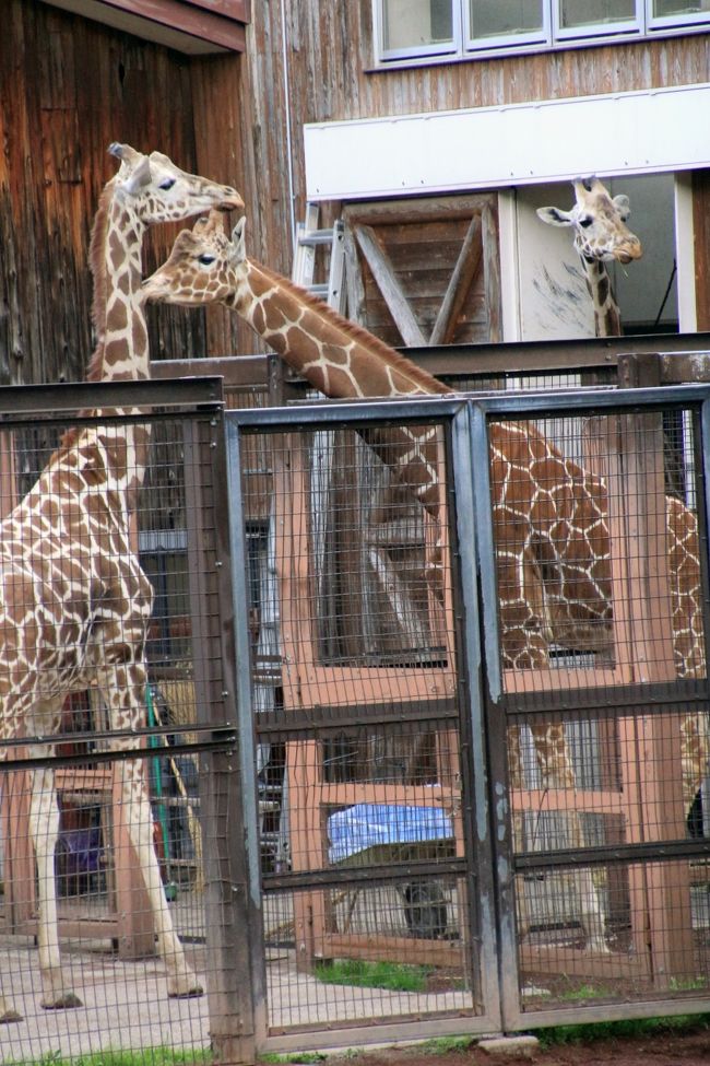 お休み前も仲良しな３頭のキリンたち