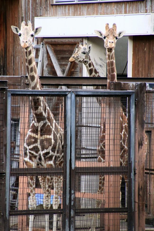 ３頭の顔が見えたシャッターチャンス！<br /><br />私に気付いていたとは思えないけれど、こっちを見てくれたように見えました！<br />