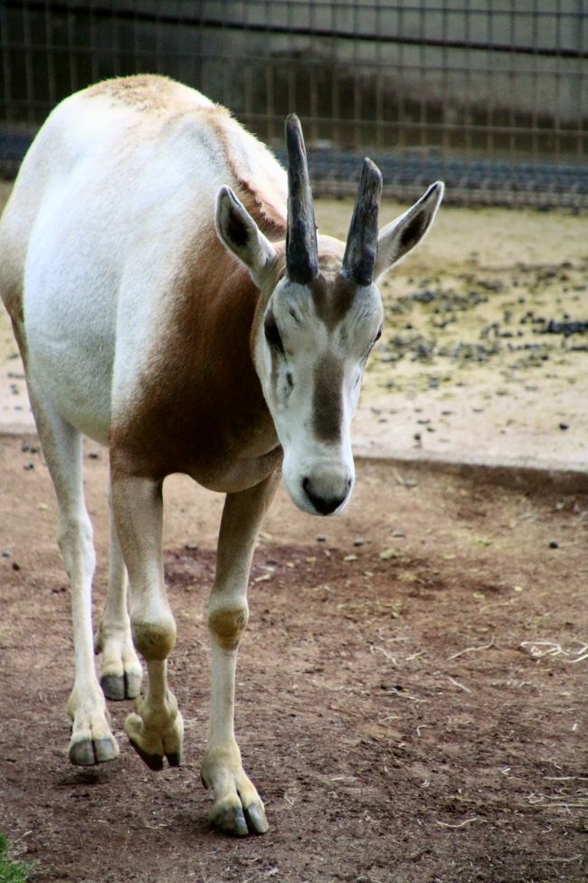 元気良かったこのシロオリックスは角が欠けてる！