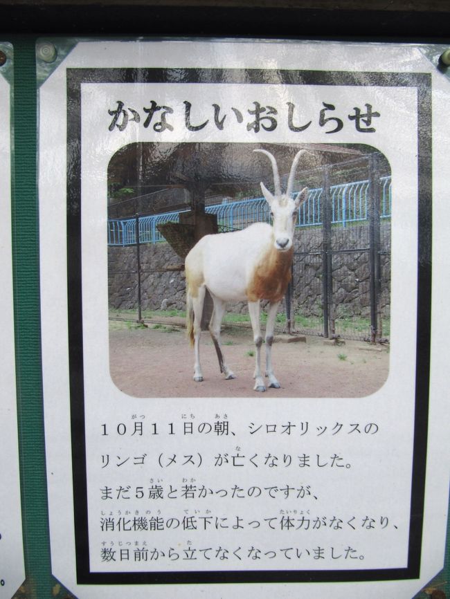 若いシロオリックスのリンゴちゃんの訃報<br /><br />去年2015年10月11日といったら、まだ約半年前のことです。<br />残念です。<br />