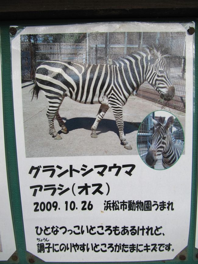 一番若いグラントシマウマのアラシくんの紹介