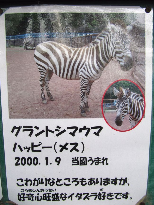 ハッピーちゃんはファミリーちゃんの娘かしら