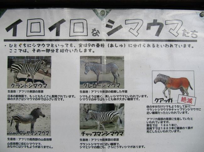 最近一部だけ見分けがつくようになったシマウマいろいろ<br /><br />チャップマンシマウマは、アドベンチャーワールドのサファリワールドで何度も会ったので、シマとシマの間にさらにうすいシマがあることを覚えました。<br />ハートマンヤマシマウマはこのあいだ夢見ヶ崎動物園で会いました。<br />目の前でひっくり返ったてどろんこ遊びをしてくれたので、おなかには縞模様がないことはバッチリ観察できました。<br /><br />ゴールデンウィーク中に最初にでかけた動物園である茶臼山動物園の旅行記は、これで完成です。<br />５月８日の週末までをゴールデンウィークと数えると、ゴールデンウィーク中に訪れたあと２園は、埼玉こども動物自然公園と、仙台の八木山動物公園です。<br />