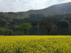 野沢温泉近くの北竜湖へ行ってみた。
菜の花と湖が絵になる。