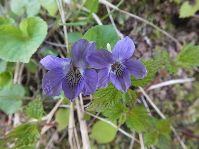 2016年5月2日（月） 国立公園大山 花の季節がやってきました！！』大山